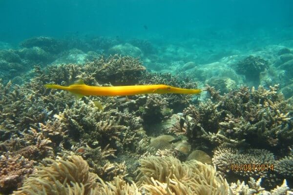 Tour Seawalker In Nha Trang City 1435 8