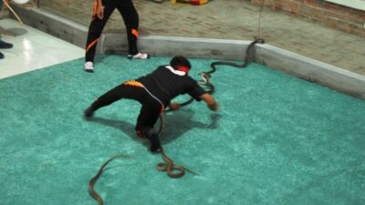 snake show nha trang